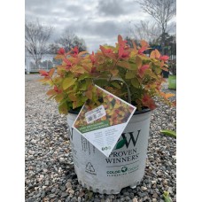 Double Play Big Bang Spirea 3 Gal